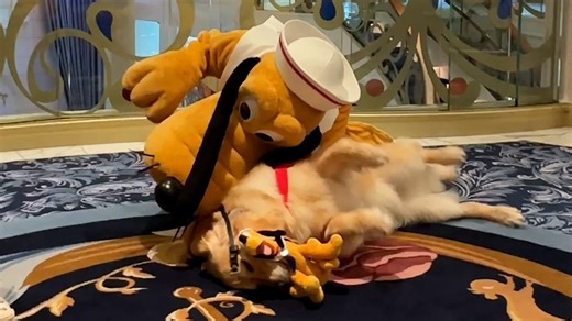 Disney's Pluto caught sight of one of his biggest fans, a Golden Retriever service dog named Forest. Watch what happens next! #animalkind | Humankind