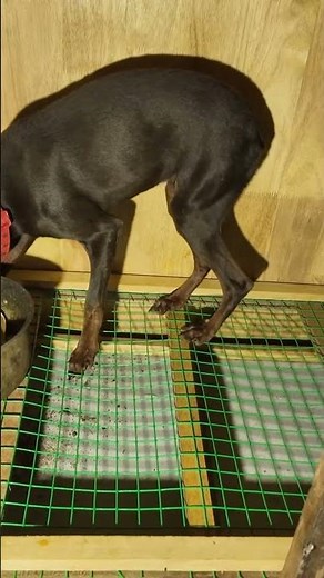 Feeding a Large Breed Puppy Preventing Growth Problems