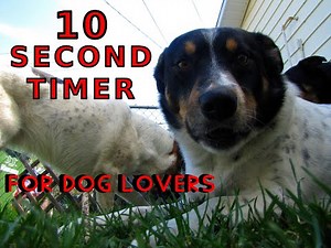 10 second timer for dog lovers with barking dog alarm
