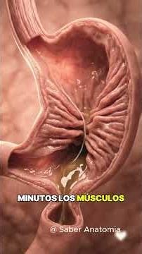 You accidentally swallow a sewing thread — THIS is what happens inside #anatomy #humanbody #diges...