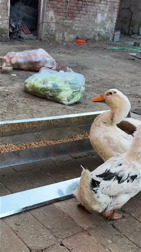 #anime#ScientificChickenFarming #PoultryFarming #ChickenRaisingTips #Agriculture