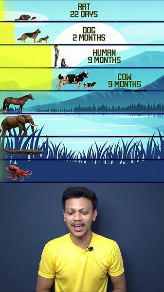 Pregnancy Duration Across Species 🤰🐘