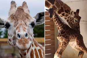April the Giraffe dies 4 years after MILLIONS tuned in to watch her give birth