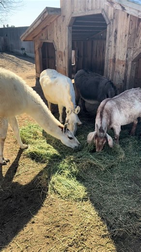 Get ready for some barnyard fun at Bravo Farms Traver’s Petting Zoo 🐾🌾 Come meet our friendly crew: 🦙 A charming llama 🫏 Our sweet donkey 🐐 Playful goats 🐔 Clucking chickens 🐰 Soft and cuddly bunnies 🐷 The largest pig in the Central Valley (you have to see her to believe her!) 🦚 And a truly glorious peacock showing off those stunning feathers It’s the perfect stop for families, animal lovers, and anyone needing a little fresh-air fun. Bring the kids, snap some photos, and make a memory 