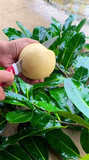 Unboxing pear fresh #viralvideo