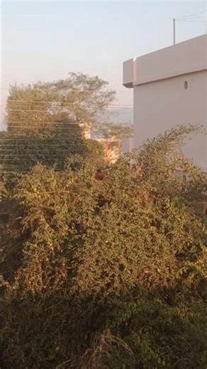 #दिल रे महका रे महकाआधी रात में #