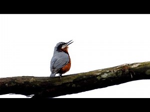 Velvet-fronted and Chestnut-bellied Nuthatch in Dooars forest around Latpanchar