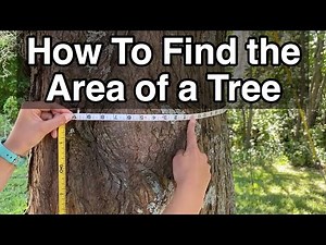 How Can You Find the Area of a Tree?