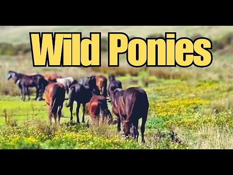 Welsh Mountain Ponies