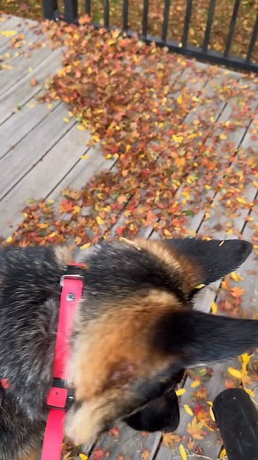 Fa Fa vs leaf blower, it excites her and never a dull moment with my sweet girl! Watching her growing up has been a joy, glad I can document this and share around the world. May this inspire others to love and care their pets! #lovemydogfafa #mysweetdog #sweetdog #gsdlover #whygsd #funnydog #funnydogvideos #kingshepherd #doglife #happydog | Wayne Lam | Facebook