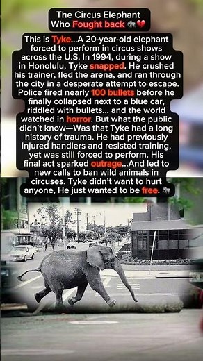 The Elephant Who Fought for Freedom 🐘💔 #Tyke #animals #history #viralvideo #trending