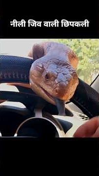 नीली जिवा वाली छिपकली 😲 | दुनिया की सबसे अनोखी स्किंक 🦎”#shorts