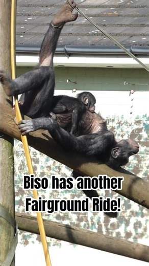 Bonobo Biso on the Swing Boat