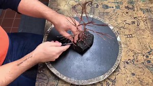 11 reactions | Here’s a quick video of how I shaped the roots of this copper wire tree! This piece SOLD during “Re:Forestation” earlier this month! Check back tomorrow for a video showing how I shape the branches! | Wire By Ryan | Facebook