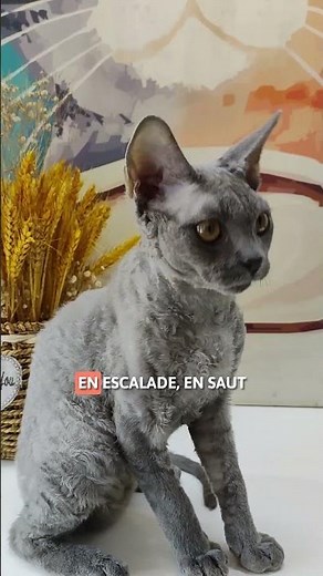 5 FEATURES of the DEVON REX 🃏