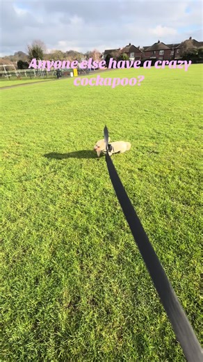 Adventures with My Crazy Cockapoo