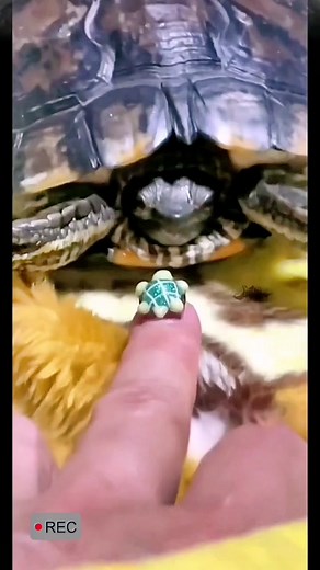 I think this turtle must be barking up the wrong tree🐢😂😂#turtle #turtles #🐢 #turtletok #petturtle #happyturtle #reptile #reptiles #turtlelife