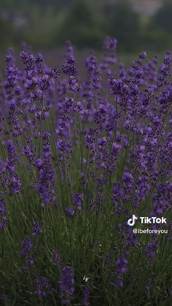 Lavender Flower Aesthetic: Purple Flowers and Relaxing Vibes