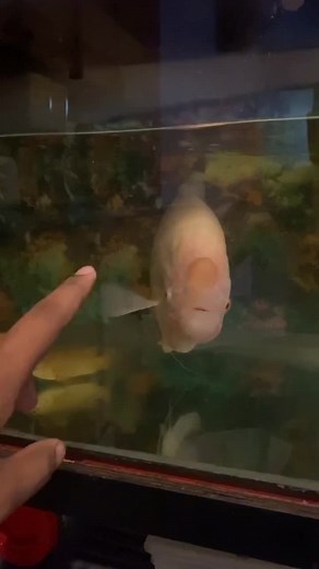 Albino Giant Gourami Transformation in Aquarium