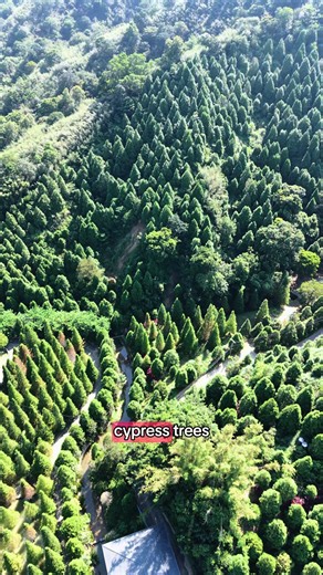 Sanwan Bald Cypress Secret Garden Miaoli — Visit Guide
