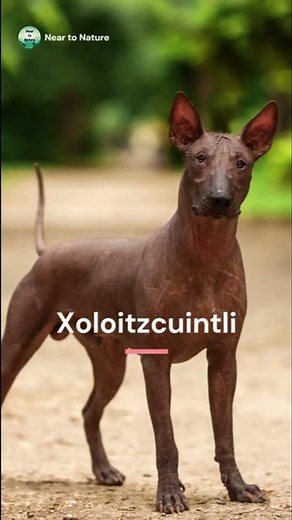 3 Strangest & Weirdest Dog Breeds in the World!