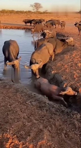 Drone Cam | Cape Buffalo Mother Rescues Calf