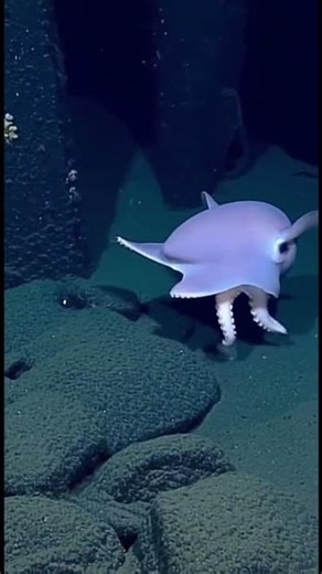 Dumbo Octopus – Grimpoteuthis bathynectes