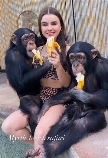 Exploring Chimps and Family Fun at the Poolside