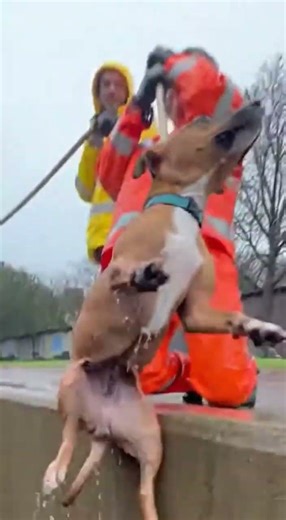 Heartwarming Dog Rescues: Humans Stepping Up for Their Best Friends #rescue #rescueefforts #puppy