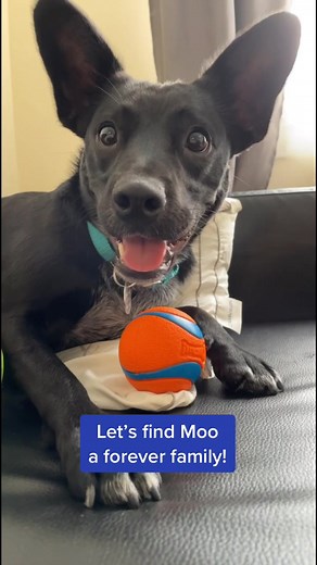 Moo AKA moo-moo is 2 years old, super playful & loyal, and a little smartie pants who prefers a home without young kids while she’s still learning to chill and respect boundaries! Let’s find her a forever family in NYC 💕 #InstaxChallenge #adoptme #dogsinnyc #nyc #rescuedog #adopt #dogsofttiktok