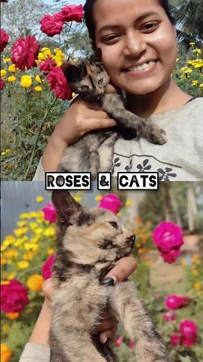 Roses🌹 & Cats😺
