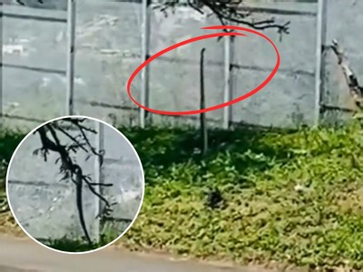 WATCH: UKZN student videos a snake latching onto a tree branch
