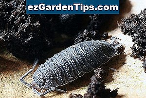 Comment se débarrasser des insectes sur une plante d'Hibiscus 🌱 Conseils Jardiniers - Fr.ezGardenTips.com