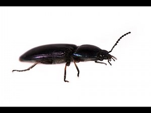 How Click Beetles Jump !