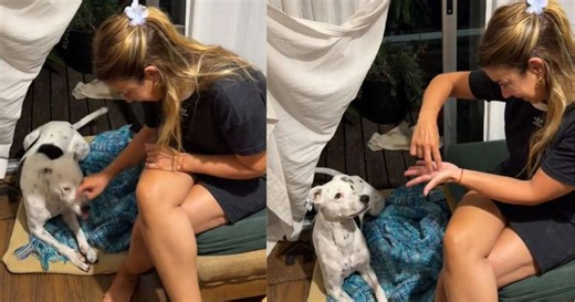 Cachorro surdo aprende linguagem de sinais com dona e interação viraliza nas redes; veja