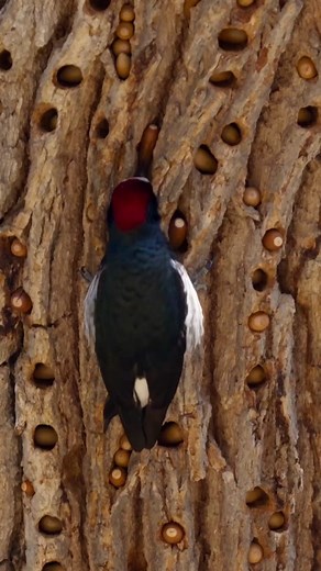 Acorn Woodpeckers and Their Love for Acorns