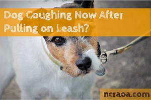 Dog Pulling On Leash & Now Coughing - Is It A Collapsed Trachea?
