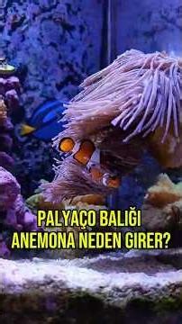 Palyaço Balığı ve Anemon İlişkisi | Neden Anemona Girer?