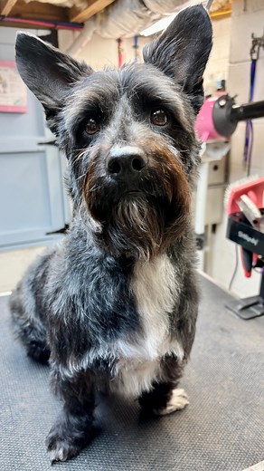 627 reactions · 103 comments | Rascal said his “see you laters” to Hoppy and Rudder and is off for a sleep over at Miss Lisa’s. He’s got a long day of big news and travel tomorrow! . . . #Doodle #dogsofinstagram #adopt #travel | Scottish Terrier Rescue of the Southeast | Facebook