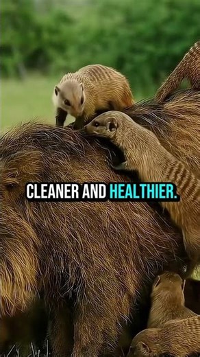 Why Are Predators Climbing on a Wild Boar? 🤯🐗