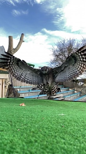 Mbali the Milky Eagle Owl 🦅X🦉designed to be Africa’s largest and most fierce owl species ✨#owl ##eagle #wildzoologicalpark #fyp #toppredator