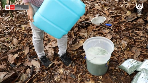 🌱 Trichoderma: aliado natural de los agricultores amazónicos 🌱 En el IIAP confiamos en la fuerza de la propia naturaleza 🌱. Por eso investigamos y producimos hongos nativos del género Trichoderma, que ayudan a proteger cultivos tan valiosos como el café, el cacao y el sacha inchi contra las enfermedades que más los afectan. Tras más de 8 años de trabajo, hoy ponemos en manos de los agricultores amazónicos una opción natural, sostenible y sin químicos, que cuida la tierra y asegura alimentos m