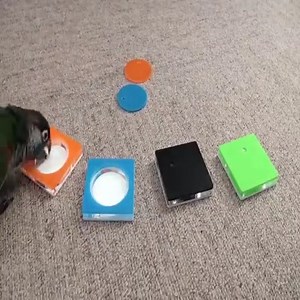 2.1K views · 64 reactions | Really smart parrot  | Amazing World | Facebook