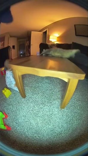 Cat Catches Baby Mid-Wobble