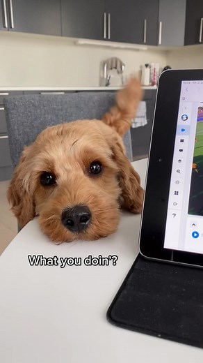 I will go anywhere with you 🥺 #cockapoo #dog