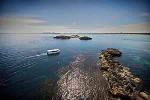 31 reactions | Penguin Island is one of our favourite tour...