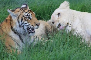 Tiger vs Lion: Who Rules as King of Wild Cats in 2025? – Tiger Tribe