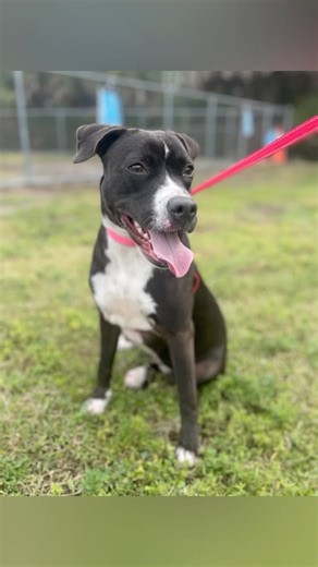 47 reactions · 26 shares | We have a pretty 8-month-old puppy on the floor and her name is LIBBY #A285296  This cutie is a bundle of energy and  puppy love and eagerness. Looking for a family who will put in the time to train and raise a lovable #shelterpuppy, LIBBY is available for adoption. #adopt #collierDAS www.collierpets.com (Naples, FL) | Collier DAS Dogs -by volunteers | Facebook
