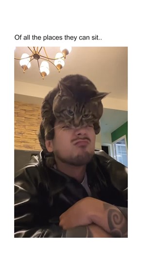 Cats | Cats will ignore every comfy bed you buy and instead choose the most unhinged places to sit or nap - right on top of your head, balanced... | Instagram