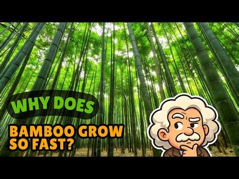 Bamboo: Nature’s Fastest-Growing Plant